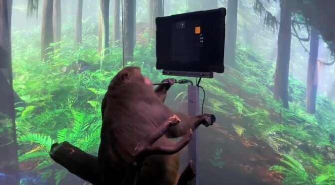 Elon Musk muestra a un mono jugando a un videojuego con la mente mediante un chip cerebral desarrollado en una de sus empresas