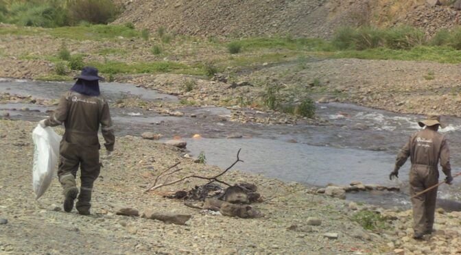 Reforestan margenes con más de 7 mil plantines del río Chijllawiri