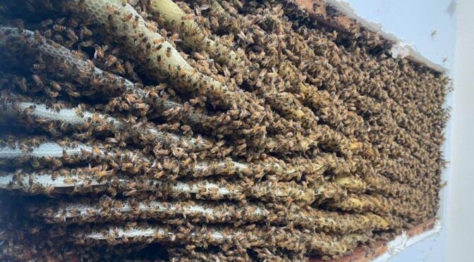 Descubre en su sala más de 100.000 abejas