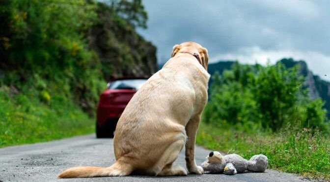 El abandono o maltrato animal en Jujuy se penaliza con multas de más de 20 mil pesos