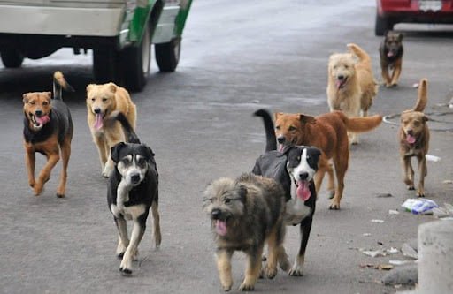 PERROS ATACARON A JOVEN HASTA MATARLA