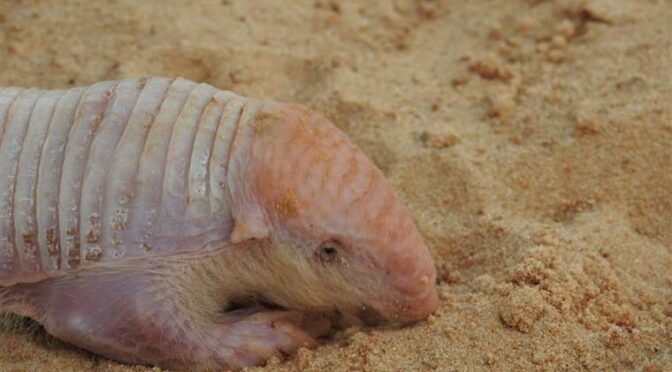 Encuentran un ‘Coseberu’, uno de los animales más extraños del mundo, en zona urbana de la capital cruceña