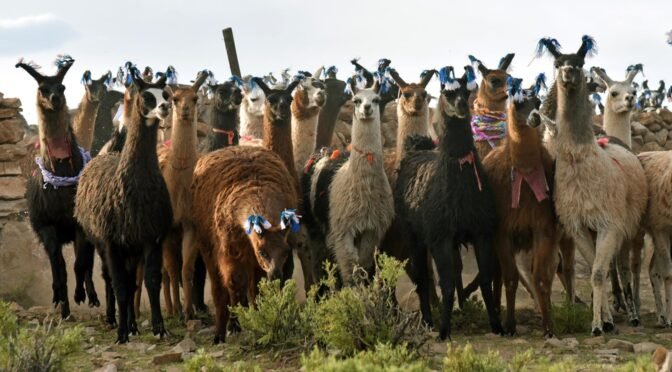 Productor orureño exportará 64 cabezas de ganado camélido a Uruguay