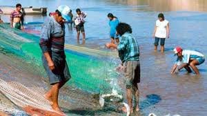 Este martes se levanta la veda en Tarija, autorizando el transporte y comercio del sábalo