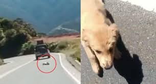 Acusado de arrojar a un cachorro en la carretera se presenta, pero la Fiscalía le pidió volver el jueves