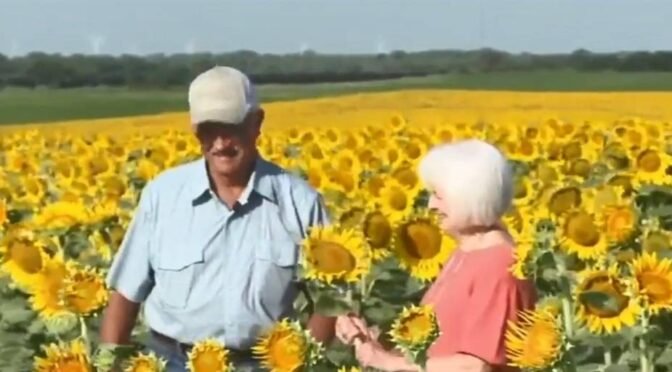¡Sorpresa! Agricultor sorprende a su esposa con un campo de más de 1 millón de girasoles