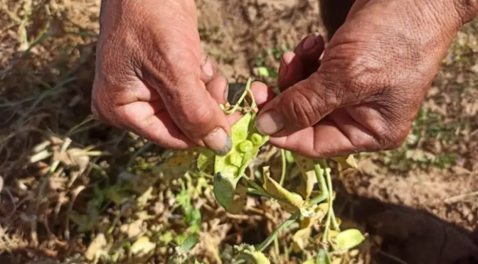 Sorpresiva helada destruyó cultivos agrícolas en el valle central de Tarija 