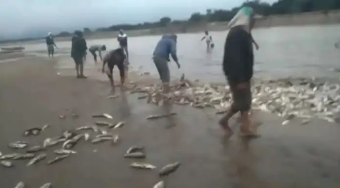 Está prohibida la pesca comercial del sábalo en el río Pilcomayo. Sancionarán a todos los infractores