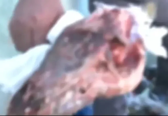 Hallazgo de presuntos restos de perros en El Alto provoca alarma por posible venta ilegal de carne