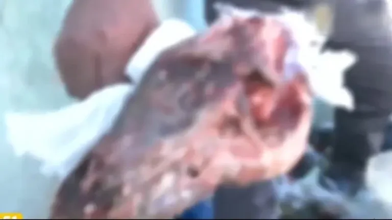 Hallazgo de presuntos restos de perros en El Alto provoca alarma por posible venta ilegal de carne